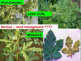 Viral diseases
LEAF CURL
MOSAICS
Serious – need management ????
 
