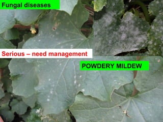 Fungal diseases
POWDERY MILDEW
Serious – need management
 