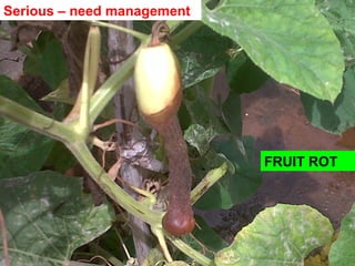 FRUIT ROT
Serious – need management
 