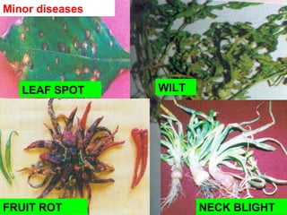 NECK BLIGHT
LEAF SPOT
FRUIT ROT
WILT
Minor diseases
 