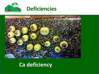Deficiencies
Ca deficiency
 