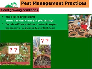 • Min 4 hrs of direct sunlight
• Timely sufficient watering & good drainage
• Provide sufficient nutrients – matured compost,
panchagavya – at planting & at critical stages
Good growing conditions
Thanks: Vani Bhaskar
Thanks: Pradip Pal
? ?
? ?
Pest Management Practices
 
