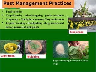 • Local varieties
• Crop diversity – mixed cropping – garlic, coriander, …
• Trap crops – Marigold, sesamum, Chrysanthemum
• Regular Scouting - Handpicking of egg masses and
larvae, removal of sick plants
Light traps Mulching
Local varieties
Trap crops
Regular Scouting & removal of insect
stages
Pest Management Practices
 