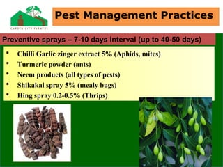 • Chilli Garlic zinger extract 5% (Aphids, mites)
• Turmeric powder (ants)
• Neem products (all types of pests)
• Shikakai spray 5% (mealy bugs)
• Hing spray 0.2-0.5% (Thrips)
Pest Management Practices
Preventive sprays – 7-10 days interval (up to 40-50 days)
 