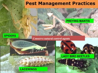 SPIDERS
PREYING MANTIS
LADY BIRD BEETLES
LACEWINGS
SPIDERS
Pest Management Practices
Conserve natural control agents
 