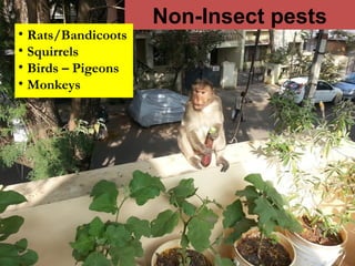 Non-Insect pests
• Rats/Bandicoots
• Squirrels
• Birds – Pigeons
• Monkeys
 