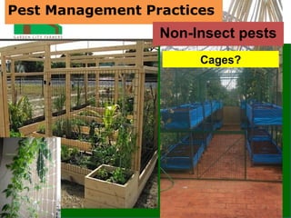 Pest Management Practices
Cages?
Non-Insect pests
 