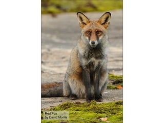 Red Fox by David Morris 