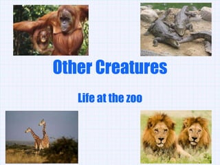 Other Creatures
   Life at the zoo
 