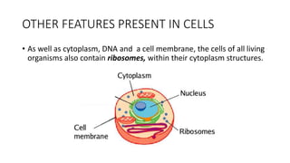 Other features present in cells | PPT