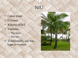 NIU
•   Canoe plant
•   Coconut
•   Kinolau of Kū
•   Varieties
    – Niu hiwa
    – Niu lelo
• Traditionally, niu was
  kapu to women
 
