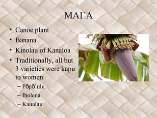 MAI`A
•   Canoe plant
•   Banana
•   Kinolau of Kanaloa
•   Traditionally, all but
    3 varieties were kapu
    to women
    – Pōpō`ulu
    – Iholena
    – Kaualau
 