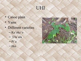 UHI
• Canoe plant
• Yams
• Different varieties
  – Ke`oke`o
  – `Ula`ula
  – Pi`a
  – Hoi
 