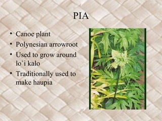 PIA
• Canoe plant
• Polynesian arrowroot
• Used to grow around
  lo`i kalo
• Traditionally used to
  make haupia
 