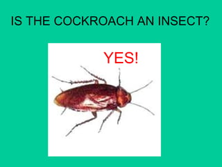 IS THE COCKROACH AN INSECT? 
YES! 
 