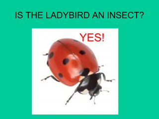 IS THE LADYBIRD AN INSECT? 
YES! 
 