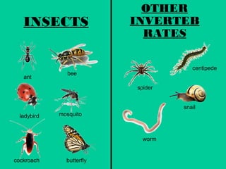 INSECTS 
OTHER 
INVERTEB 
RATES 
ant bee 
ladybird mosquito 
cockroach butterfly 
spider 
centipede 
snail 
worm 
