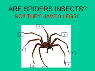 ARE SPIDERS INSECTS? 
NO!! THEY HAVE 8 LEGS! 
1 
2 
3 
4 
5 
6 
7 
8 
 