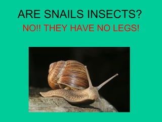 ARE SNAILS INSECTS? 
NO!! THEY HAVE NO LEGS! 
 