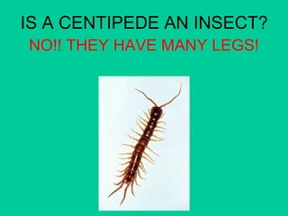 IS A CENTIPEDE AN INSECT? 
NO!! THEY HAVE MANY LEGS! 
 