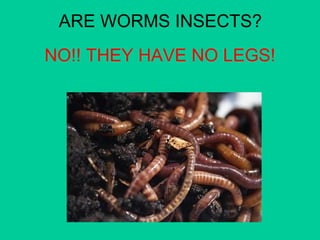 ARE WORMS INSECTS? 
NO!! THEY HAVE NO LEGS! 
 