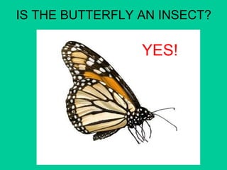 IS THE BUTTERFLY AN INSECT? 
YES! 
 