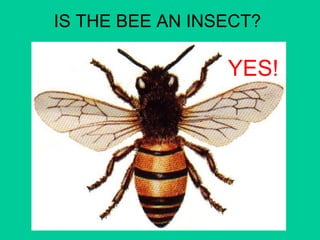 IS THE BEE AN INSECT? 
YES! 
 