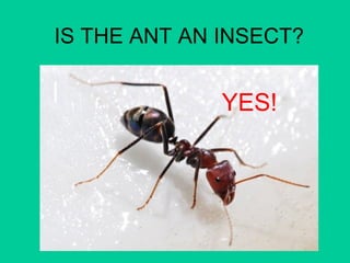 IS THE ANT AN INSECT? 
YES! 
 