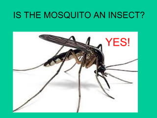 IS THE MOSQUITO AN INSECT? 
YES! 
 