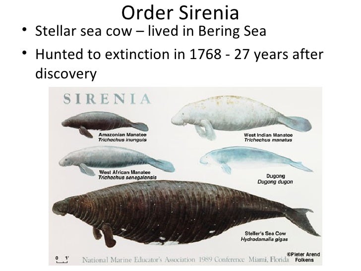 the hooded seal essay I’m told that some people have seen two other species also — ringed seals and hooded seals dan’s papers 158 county road 39 southampton, ny 11968 office. the hooded seal essay I’m told that some people have seen two other species also — ringed seals and hooded seals dan’s papers 158 county road 39 southampton, ny 11968 office.