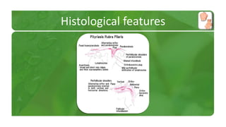 Histological features 
 