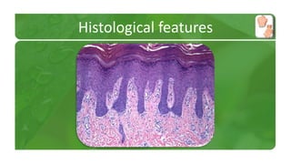 Histological features 
 