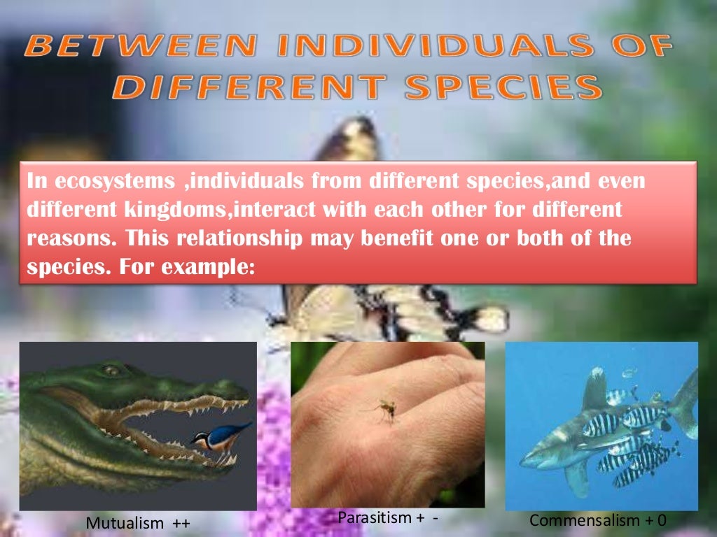 Relationships in an ecosystem: mutualism, comensalism and ...