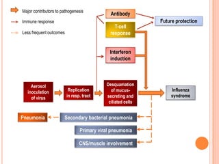 Facilitates uncoating & HA production