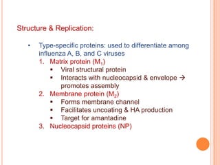 Genetic instability responsible for annual epidemics (mutation:drift) and periodic pandemics (reassortment: shift)Structure & Replication:Envelope with two group-specific glycoproteins:Hemagglutinin (HA)Functions:Viral attachment protein – bind to sialic acid on epithelial cell surface receptorsPromotes fusion of the envelope to the cell membraneHemagglutinates human, chicken and guinea pig rbcElicits protective neutralizing antibody response