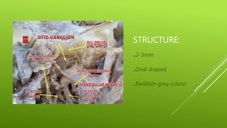 STRUCTURE:
.2-3mm
.Oval shaped
.Reddish-grey colour
 