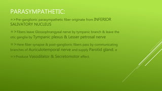 PARASYMPATHETIC:
=>Pre-ganglionic parasympathetic fiber originate from INFERIOR
SALIVATORY NUCLEUS
=>Fibers leave Glossophrangyeal nerve by tympanic branch & leave the
otic ganglia by Tympanic plexus & Lesser petrosal nerve
=>Here fiber synapse & post-ganglionic fibers pass by communicating
branches of Auriculotemporal nerve and supply Parotid gland. e
=>Produce Vasodilator & Secretomotor effect.
 
