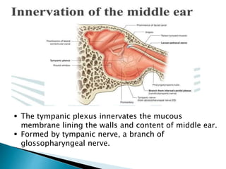  The tympanic plexus innervates the mucous
membrane lining the walls and content of middle ear.
 Formed by tympanic nerve, a branch of
glossopharyngeal nerve.
 