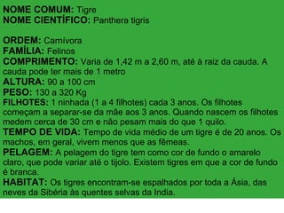 NOME COMUM:  Tigre NOME CIENTÍFICO:  Panthera tigris ORDEM:  Carnívora FAMÍLIA:  Felinos  COMPRIMENTO:  Varia de 1,42 m a 2,60 m, até à raiz da cauda. A cauda pode ter mais de 1 metro ALTURA:  90 a 100 cm PESO:  130 a 320 Kg FILHOTES:  1 ninhada (1 a 4 filhotes) cada 3 anos. Os filhotes começam a separar-se da mãe aos 3 anos. Quando nascem os filhotes medem cerca de 30 cm e não pesam mais do que 1 quilo. TEMPO DE VIDA:  Tempo de vida médio de um tigre é de 20 anos. Os machos, em geral, vivem menos que as fêmeas.  PELAGEM:  A pelagem do tigre tem como cor de fundo o amarelo claro, que pode variar até o tijolo. Existem tigres em que a cor de fundo é branca.  HABITAT:  Os tigres encontram-se espalhados por toda a Ásia, das neves da Sibéria às quentes selvas da India. 