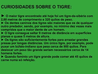 CURIOSIDADES SOBRE O TIGRE: ►  O maior tigre encontrado até hoje foi um tigre-da-sibéria com 2,60 metros de comprimento e 320 quilos de peso. ► Os dentes caninos dos tigres são maiores que os de qualquer outro predador, sendo, por exemplo, no mínimo dez vezes mais compridos que o maior dente de um homem. ► O tigre consegue saltar 9 metros de distância em superfícies planas e quase 5 metros de altura. ► Os tigres são suficientemente fortes para arrastar grandes presas por longas distãncias. Um único tigre, por exemplo, pode puxar um búfalo-indiano que pesa cerca de 900 quilos. Para deslocar um peso tão grande seriam necessários cerca de 14 homens fortes. ► Quando faminto um tigre grande pode comer até 45 quilos de carne numa só refeição.  