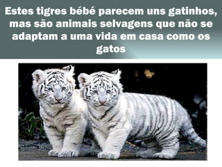 Estes tigres bébé parecem uns gatinhos, mas são animais selvagens que não se adaptam a uma vida em casa como os gatos 