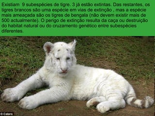Existiam  9 subespécies de tigre. 3 já estão extintas. Das restantes,  os tigres brancos são uma espécie em vias de extinção , mas a espécie mais ameaçada são os tigres de bengala (não devem existir mais de 500 actualmente). O perigo de  extinção resulta da caça ou destruição do habitat natural ou do cruzamento genético entre subespécies diferentes. 