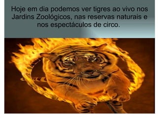 Hoje em dia podemos ver tigres ao vivo nos Jardins Zoológicos, nas reservas naturais e nos espectáculos de circo.  