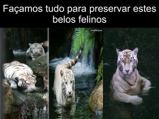 Façamos tudo para preservar estes belos felinos 