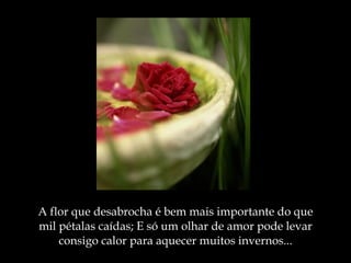 A flor que desabrocha é bem mais importante do que mil pétalas caídas; E só um olhar de amor pode levar consigo calor para aquecer muitos invernos ... 