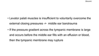 • Levator palati muscles is insufficient to voluntarily overcome the
external closing pressures -> middle ear barotrauma
• If the pressure gradient across the tympanic membrane is large
and occurs before the middle ear fills with an effusion or blood,
then the tympanic membrane may rupture
Descent:
 