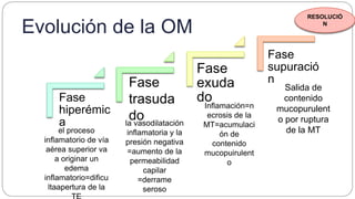 Evolución de la OM
Fase
hiperémic
a
Fase
exuda
do
Fase
supuració
nFase
trasuda
dola vasodilatación
inflamatoria y la
presión negativa
=aumento de la
permeabilidad
capilar
=derrame
seroso
el proceso
inflamatorio de vía
aérea superior va
a originar un
edema
inflamatorio=dificu
ltaapertura de la
Inflamación=n
ecrosis de la
MT=acumulaci
ón de
contenido
mucopuirulent
o
Salida de
contenido
mucopurulent
o por ruptura
de la MT
RESOLUCIÓ
N
 