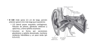 • El CAE mide aprox 2,5 cm de largo, porción
anterior aprox 6 mm más larga que la posterior.
• 1/3 lateral posee esqueleto cartilaginoso,
folículos de pilosos, glándulas sebáceas y
apócrinas, y tiene epitelio escamoso.
• Cerumen se forma por secreciones
glandulares y epitelio descamado, mantiene
ambiente hidrofóbico y un poco ácido (ph
6.0 a 6.5)
 