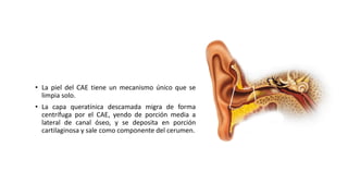 • La piel del CAE tiene un mecanismo único que se
limpia solo.
• La capa queratínica descamada migra de forma
centrífuga por el CAE, yendo de porción media a
lateral de canal óseo, y se deposita en porción
cartilaginosa y sale como componente del cerumen.
 