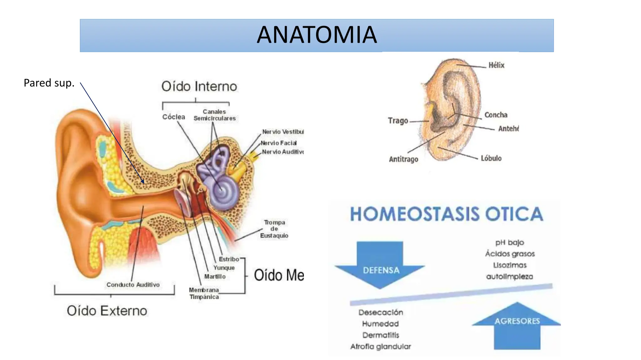 OTITIS EXTERNA AGUDA.pptx